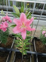 [4541 VH17 Praiano No01.JPG]